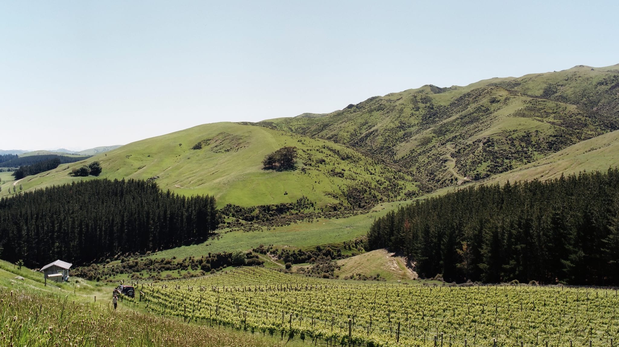 Black Estate Vineyard - North Canterbury | Damsteep Vineyard Black Estate Vineyard - North Canterbury | Damsteep Vineyard