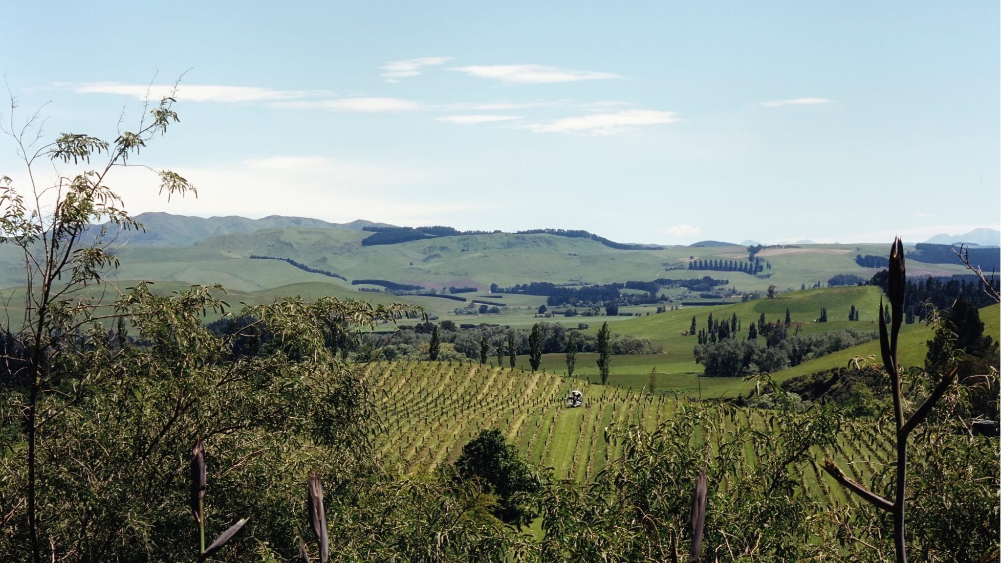 Black Estate Vineyard - North Canterbury | Netherwood Vineyard 6 Black Estate Vineyard - North Canterbury | Netherwood Vineyard 6