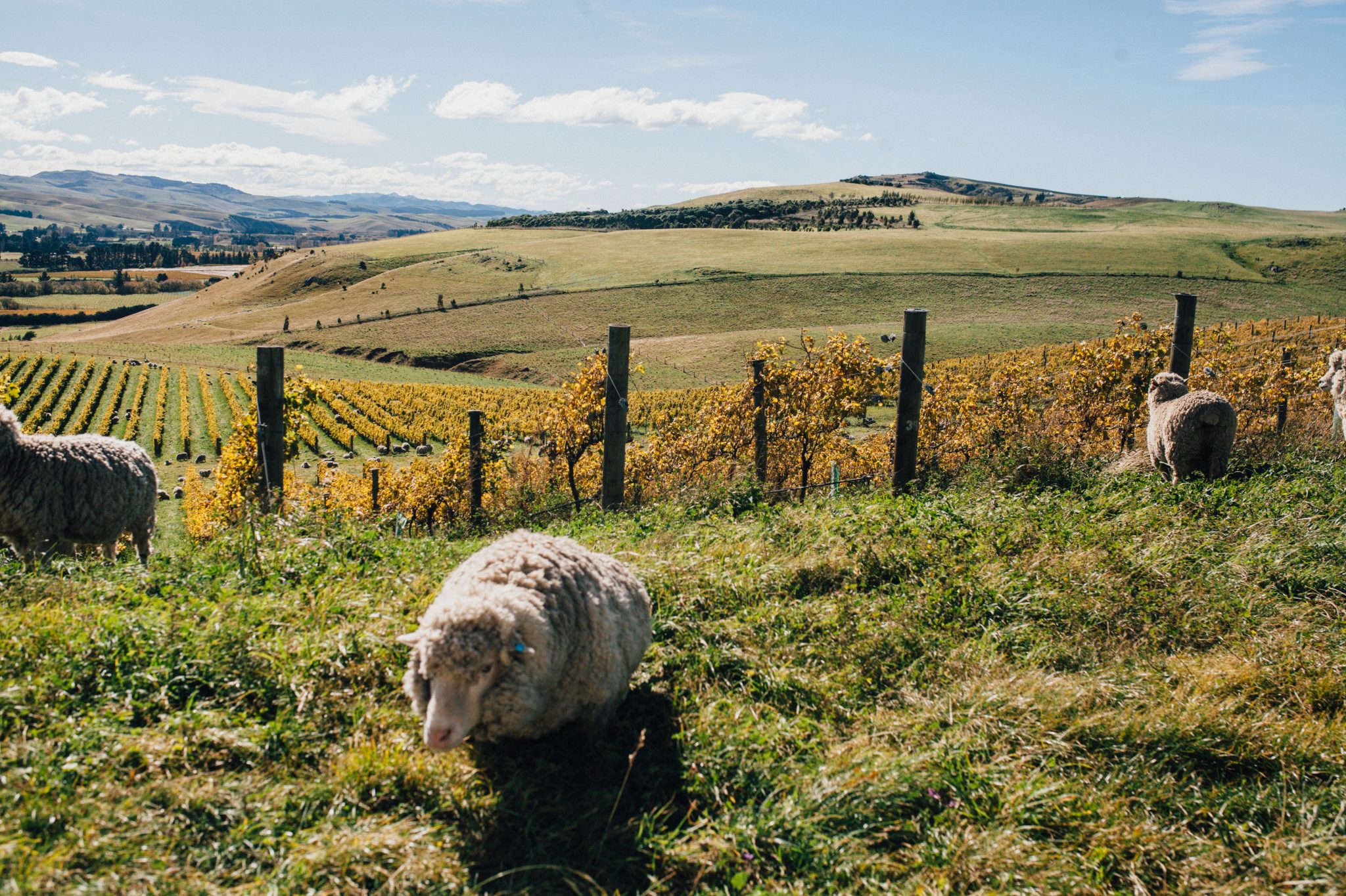 Black Estate Vineyard - North Canterbury | Sheep Black Estate Vineyard - North Canterbury | Sheep